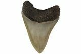 Serrated, Fossil Megalodon Tooth - North Carolina #204550-1